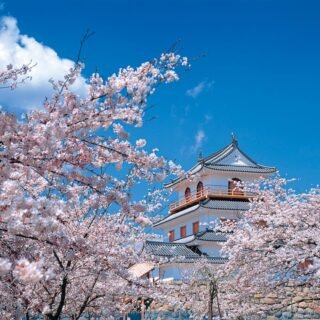 Rekomendasi Destinasi Sakura di Tohoku