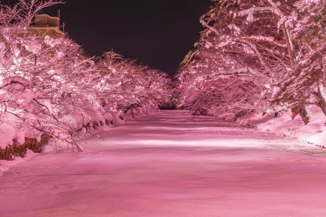 Winter Cherry Blossom Illuminations