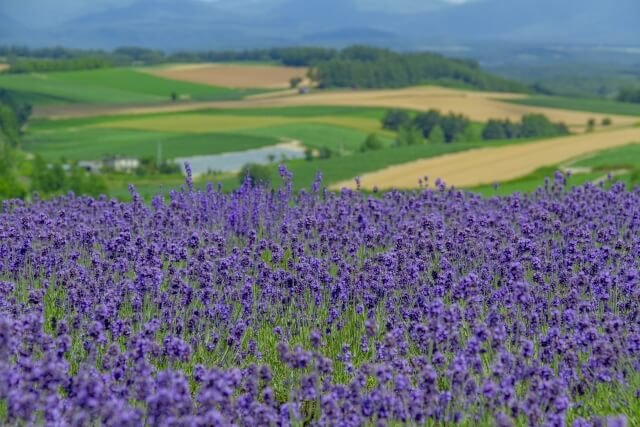 Biei kebun lavender