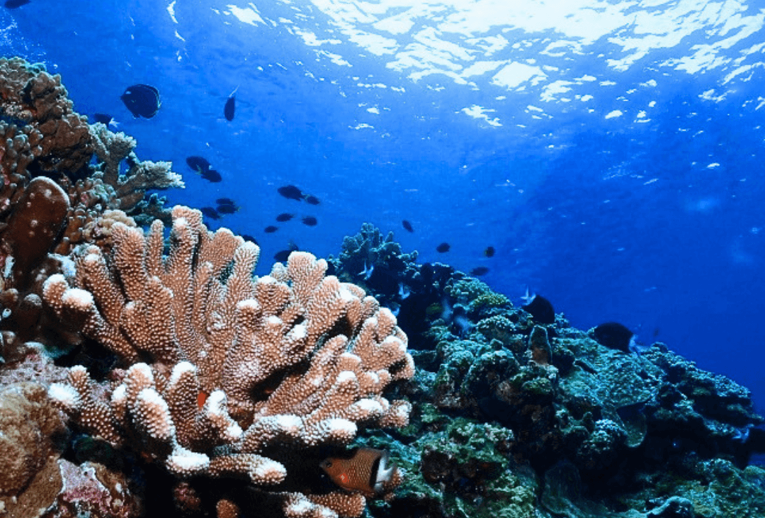 Laut Okinawa